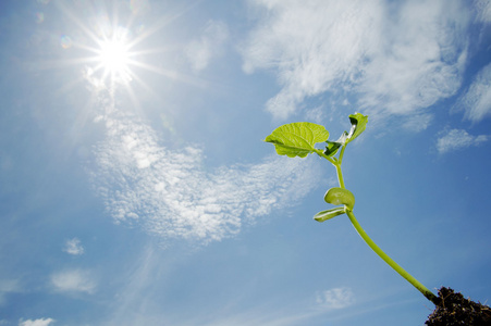 词年轻芽的番红花蓝紫色芽堇型花,白色背景上孤立在室外阳光和绿蓝的