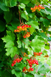 一群红莓的古老玫瑰或 viburnum opulus 灌木