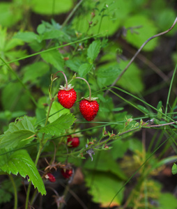 野草莓布什与成熟的浆果和绿色叶子特写