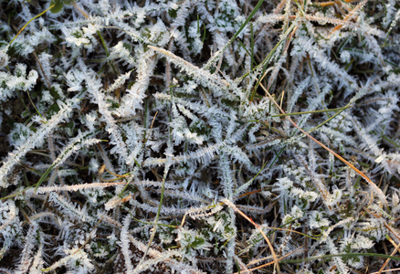 冬季的草与冰晶分层