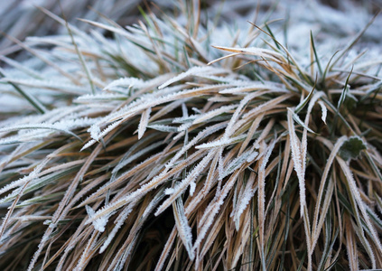 冬季的草与冰晶分层