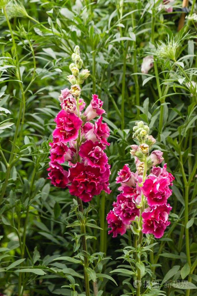 丁香大花花特写镜头
