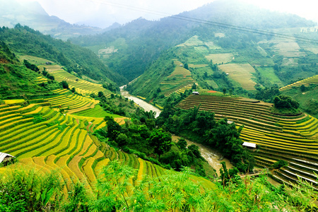 稻田上的梯田的木仓柴，Yenbai，越南。稻田准备在西北 Vietnam.Vietnam 风景收获