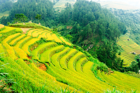 稻田上的梯田的木仓柴，Yenbai，越南。稻田准备在西北 Vietnam.Vietnam 风景收获