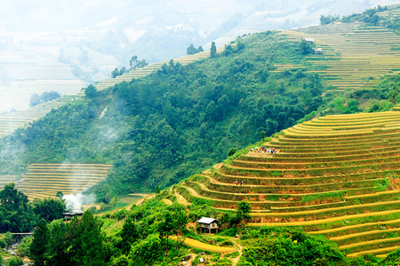 稻田上的梯田的木仓柴，Yenbai，越南。稻田准备在西北 Vietnam.Vietnam 风景收获