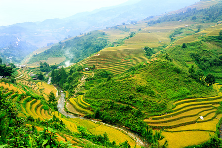 稻田上的梯田的木仓柴，Yenbai，越南。稻田准备在西北 Vietnam.Vietnam 风景收获