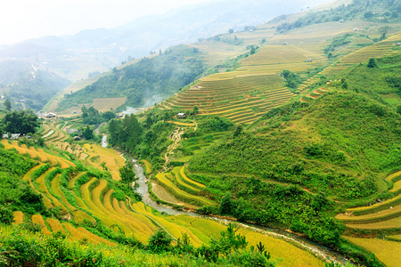 稻田上的梯田的木仓柴，Yenbai，越南。稻田准备在西北 Vietnam.Vietnam 风景收获