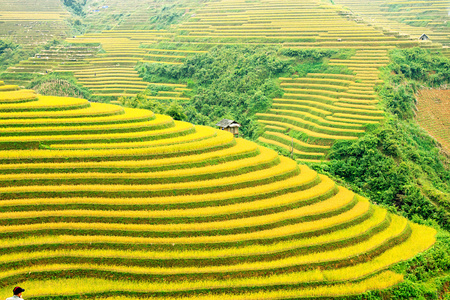 稻田上的梯田的木仓柴，Yenbai，越南。稻田准备在西北 Vietnam.Vietnam 风景收获