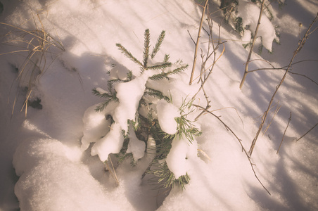 云杉分支与雪