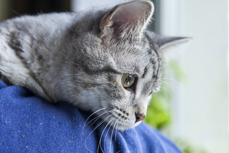 灰色的小猫坐在年轻的男人的手