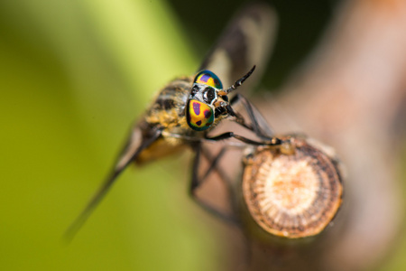 Deerfly 闭上了眼睛宏图片