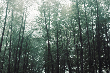 城外的森林在雾中