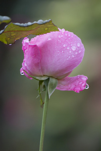 玫瑰花园里雨后