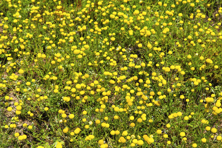 草甸与黄色的花朵
