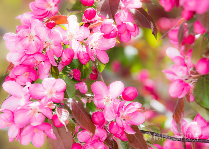 粉红色苹果花