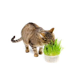 吃新鲜草的宠物猫图片