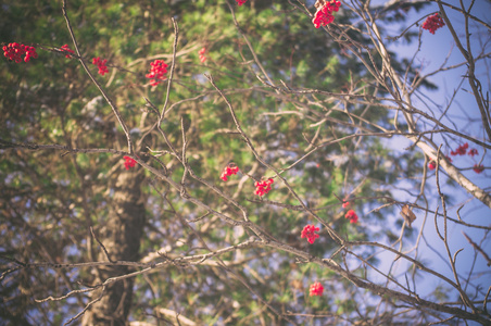 冬天树林里的罗文浆果
