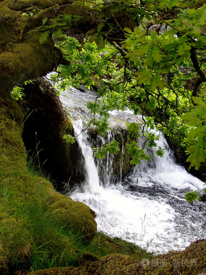 森林小溪的瀑布