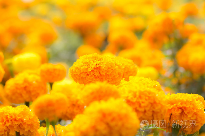 黄色的万寿菊花卉