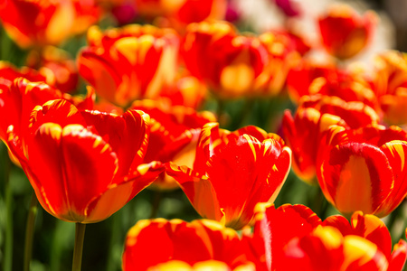自然背景与不同种类的郁金香。春天背景与多彩盛开的花朵，在阳光明媚的日子。莫斯科，俄罗斯