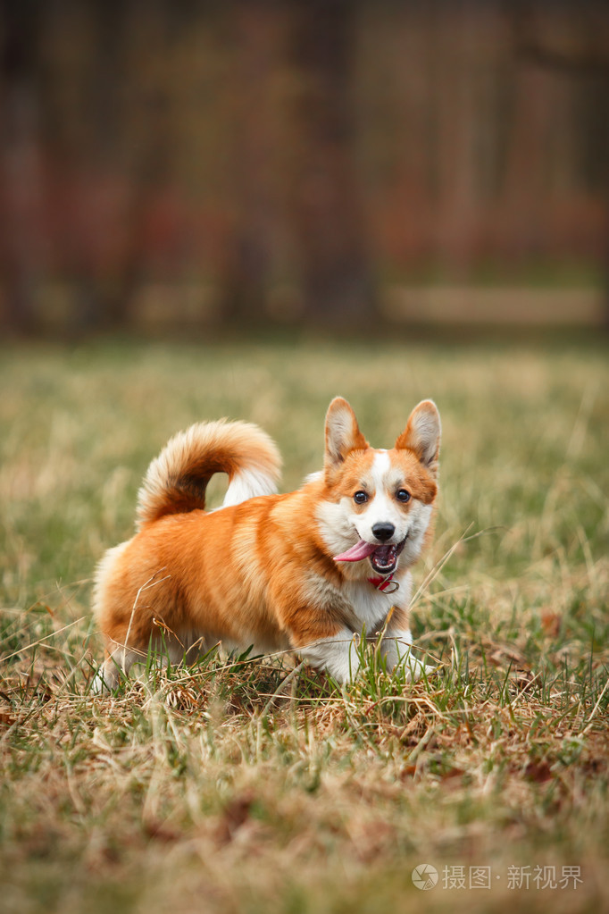 狗的品种威尔士柯基犬图片彭布罗克