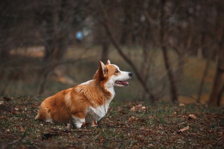 狗的品种威尔士柯基犬图片彭布罗克