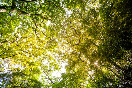 阳光穿过绿叶的热带森林在斯里兰卡