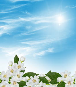 茉莉花，背景为蓝色的天空云的分支