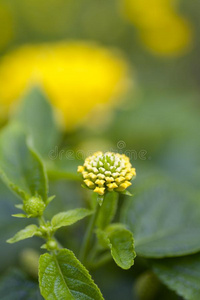 花园里的黄花