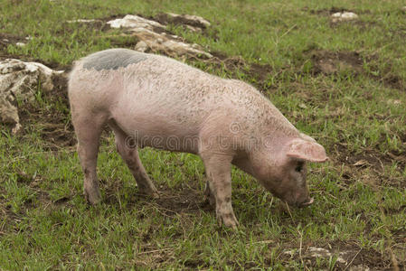 西班牙伊比利亚猪育种照片