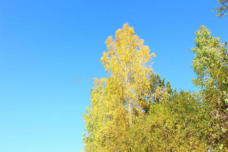 天空背景上的黄桦树