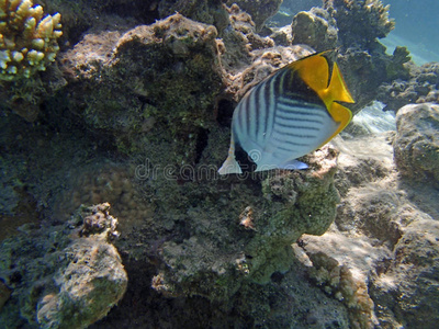 令人惊叹的红海浮潜