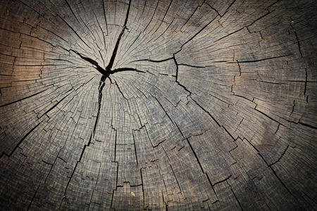 树桩 硬木 日志 戒指 树皮 裂纹 材料 公司 古老的 自然