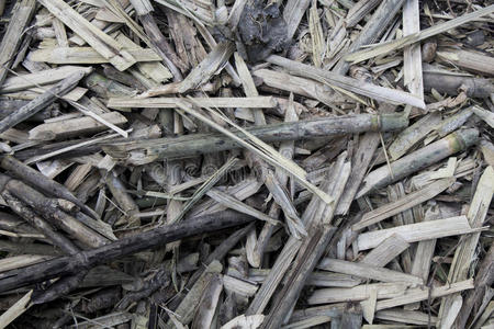 干竹子的茎图片