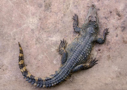 农场鳄鱼俯视图照片