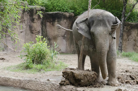 大象和树玩耍