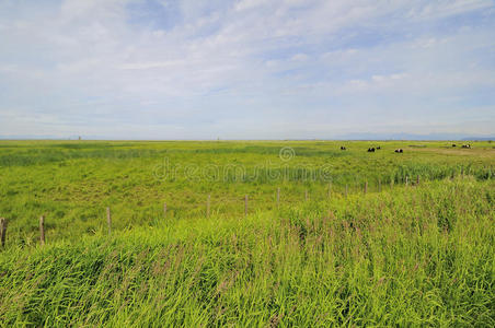 奶牛在牧场上吃草