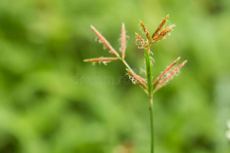 近景草花