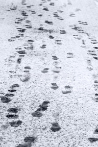 雪地表面的脚印