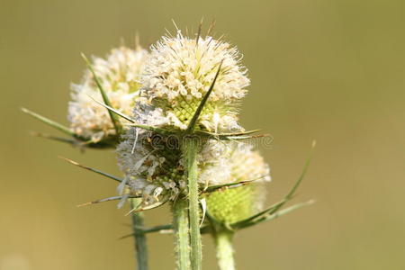 荆棘花