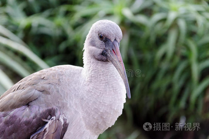 南非普莱滕贝格湾伊甸园的哈迪达朱鹭