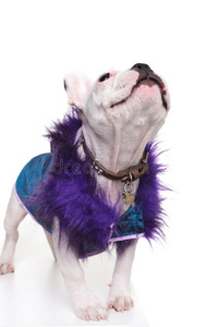 可爱的法国斗牛犬，穿着紫色毛皮大衣，抬头望去