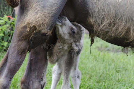 双峰驼 母亲 饮酒 牛奶 看见 护士 宝贝 小吃 少年 乳牛