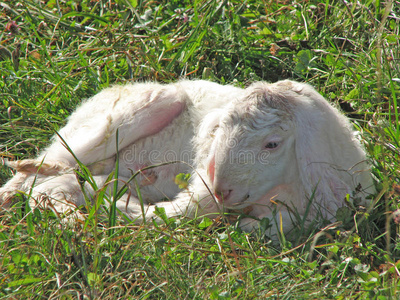 山上草地上的羊肉和柔软的白色羊毛