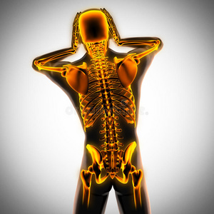 发光骨骼的人体射线照相扫描照片