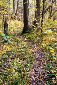 森林秋色旅游小径