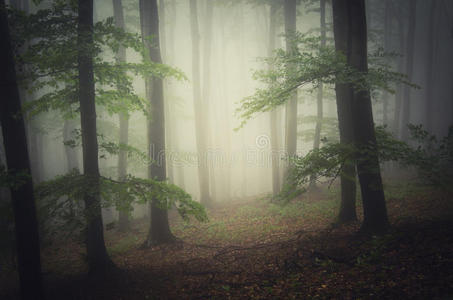 神秘雾幻森林