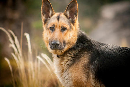 德国牧羊犬犬自然肖像