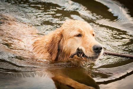 在水中游泳的金毛猎犬肖像。检索