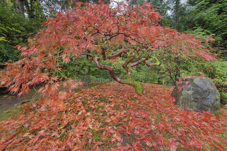 波特兰日本花园秋天的日本枫树